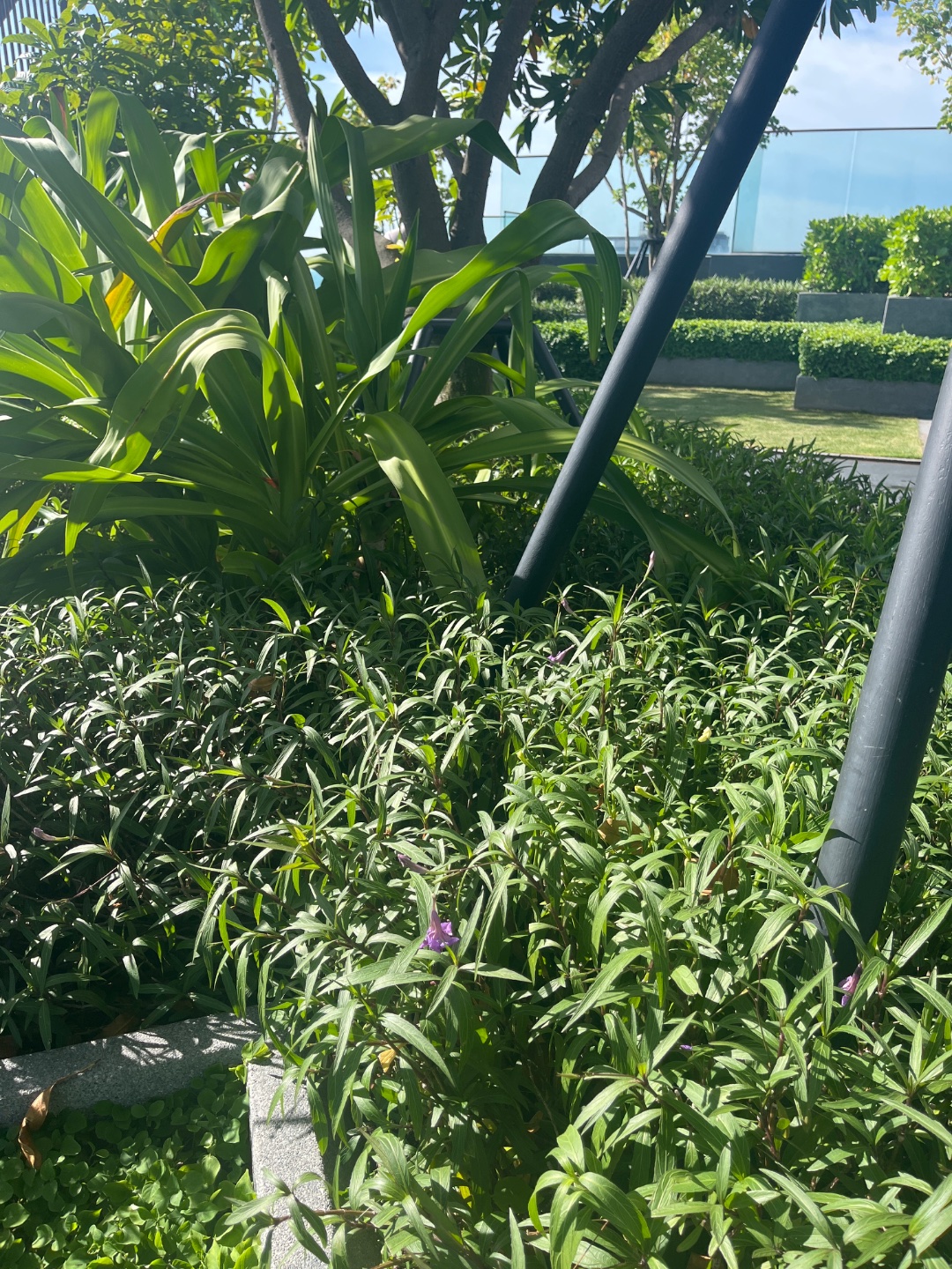 AI garden will it grow infinite?