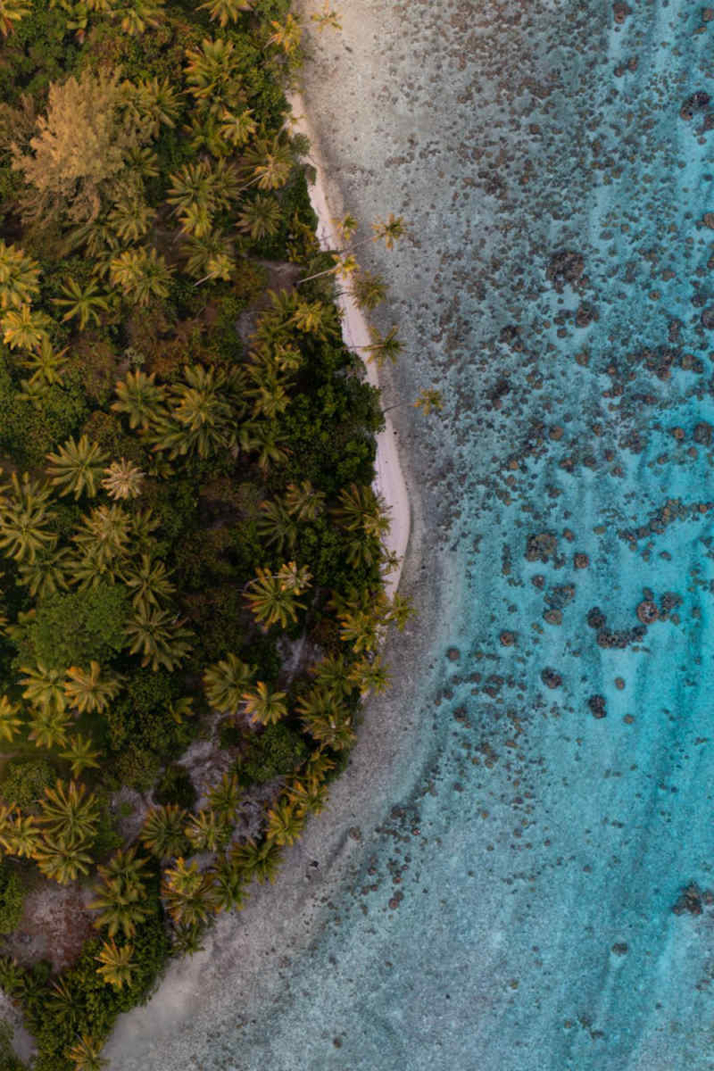 Wall Poster - Autumn Forest in Bora Bora