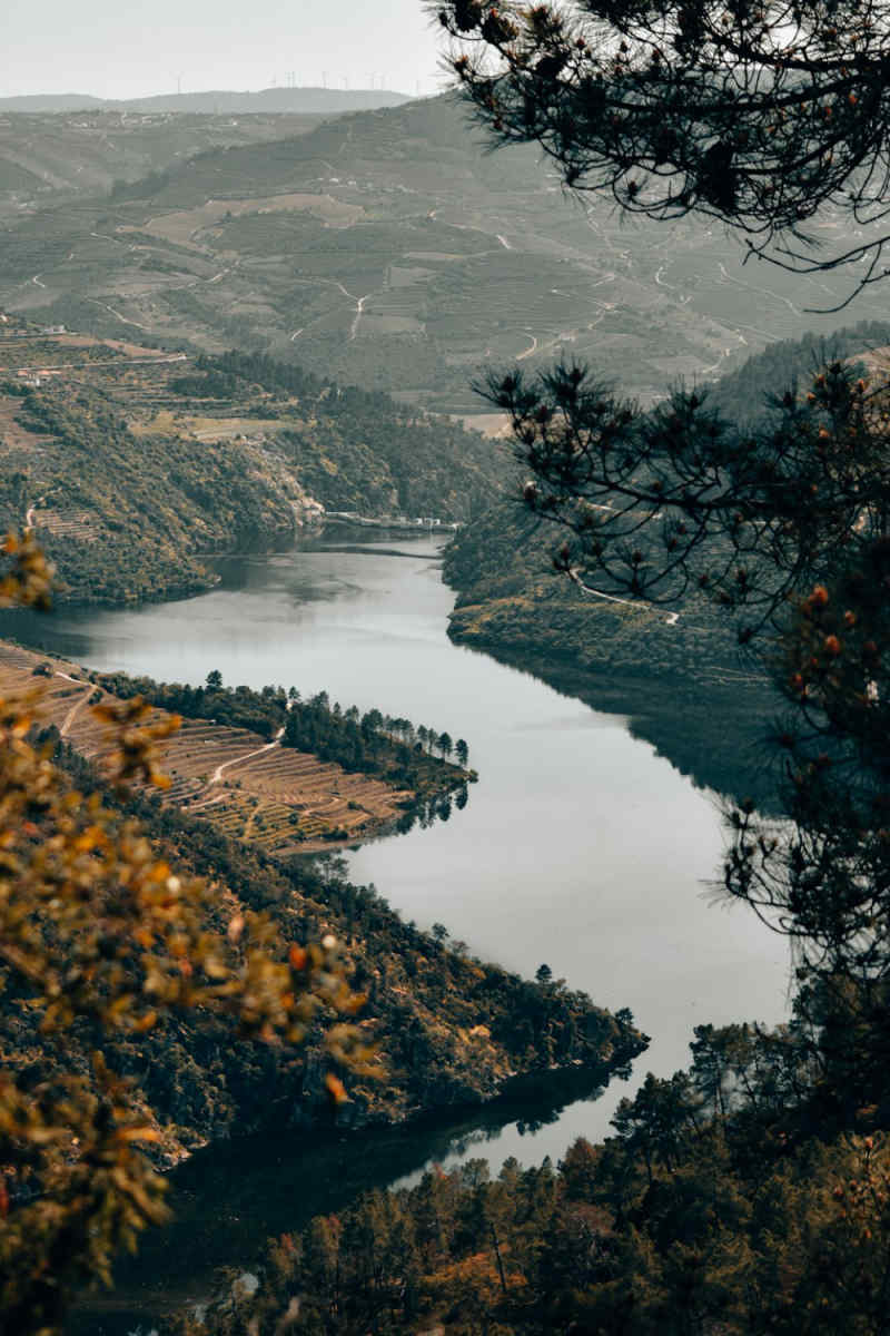Wall Poster - Autumn Forest in the Douro Valley