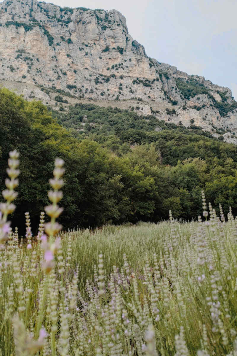 Wall Poster - Blossom Orchard in Provence