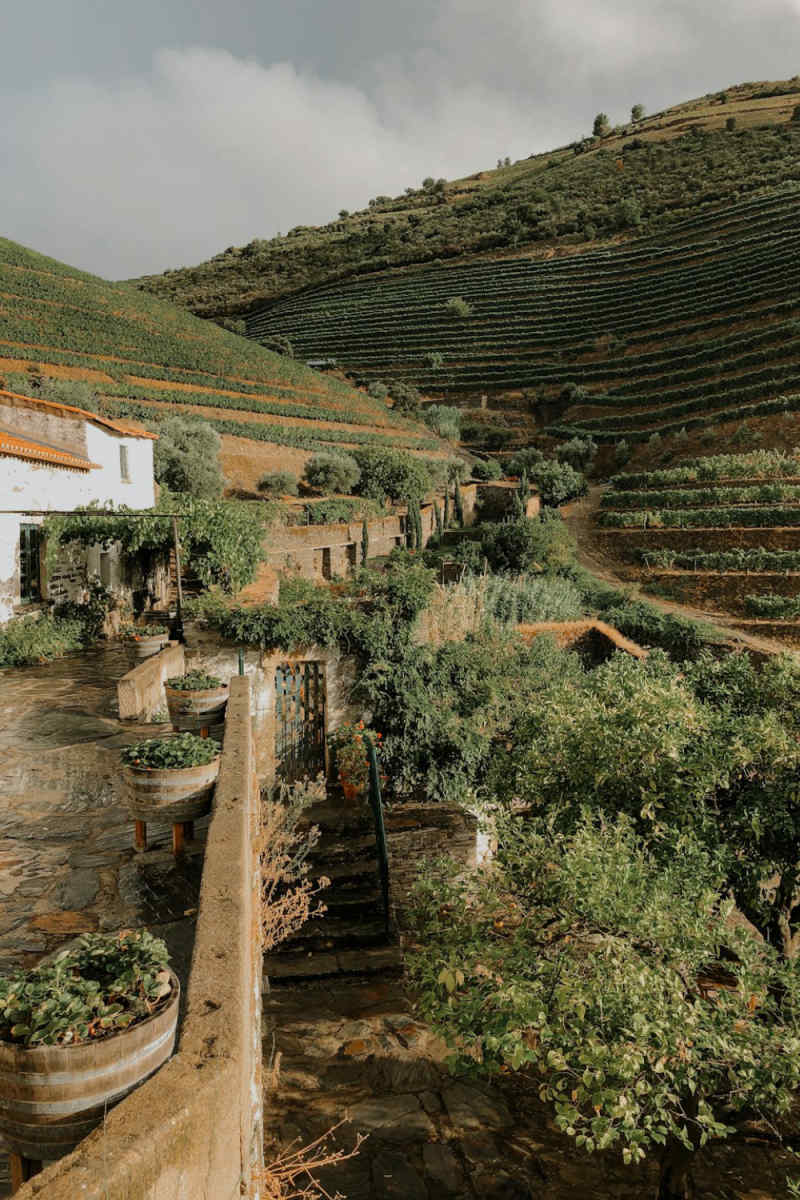 Wall Poster - Botanical Garden in the Douro Valley