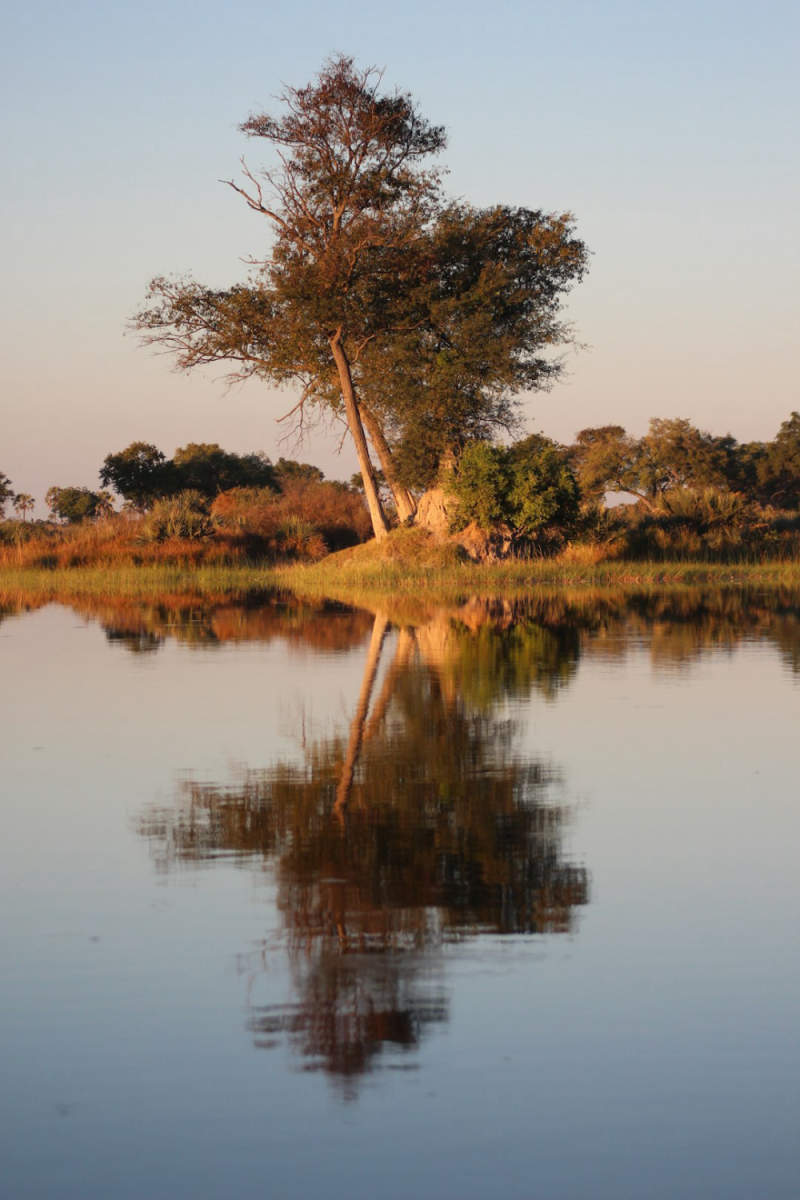 Wall Poster - Cherry Blossom Tree in Botswana
