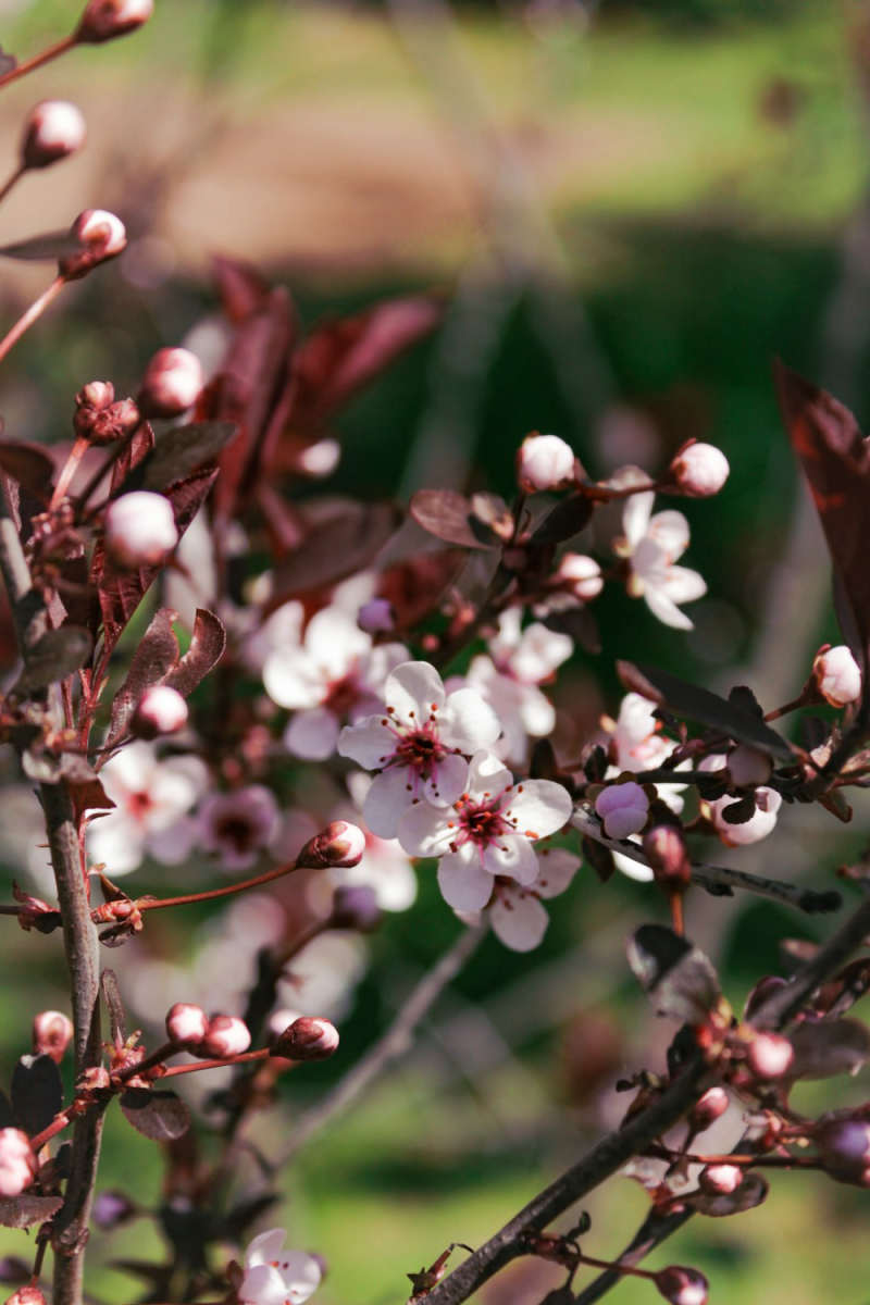 Wall Poster - Cherry Blossom Tree in Burgundy