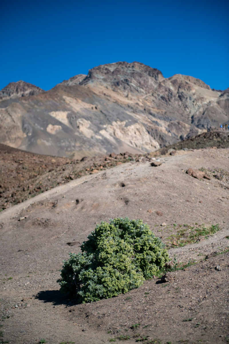Wall Poster - Cherry Blossom Tree in Death Valley