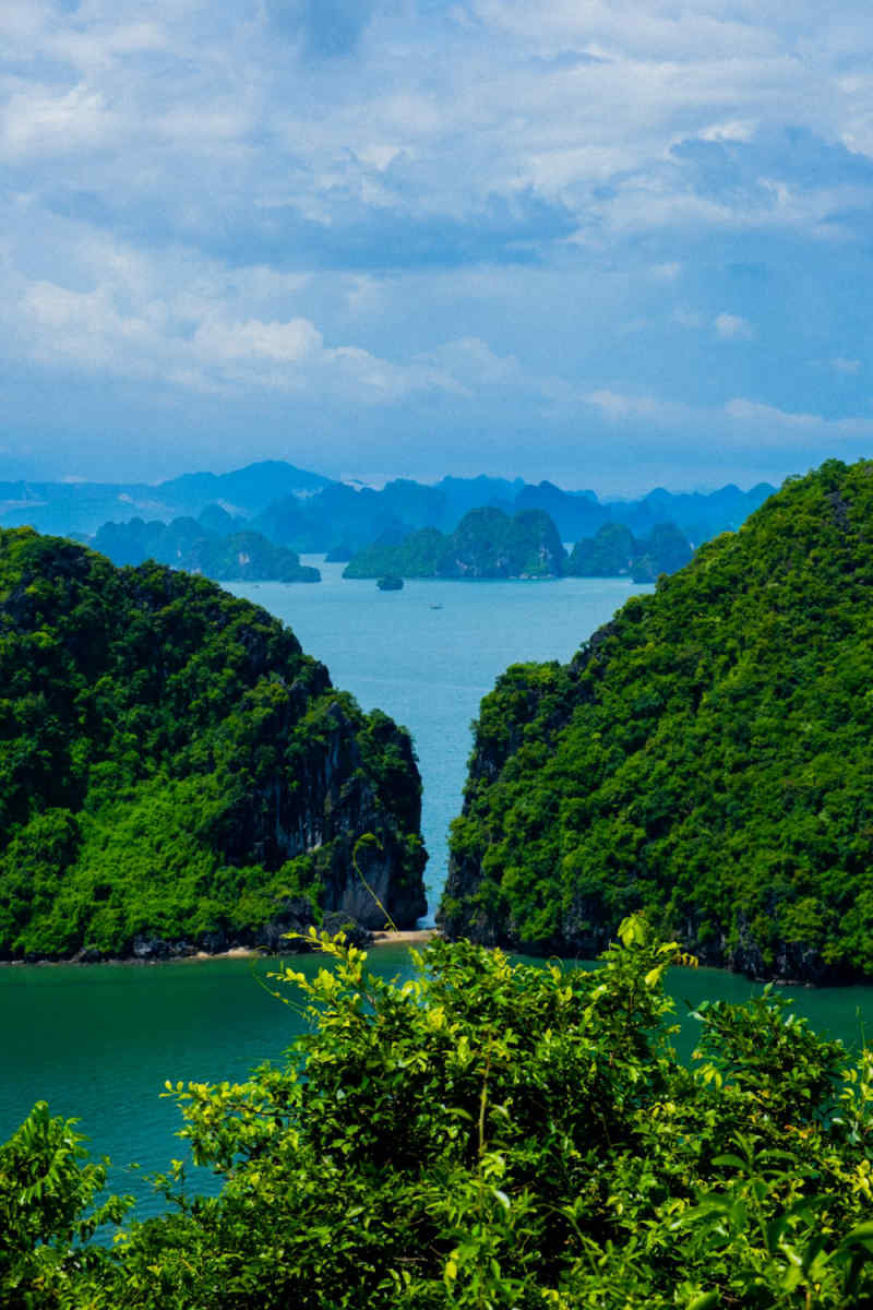 Wall Poster - Cherry Blossom Tree in Halong Bay