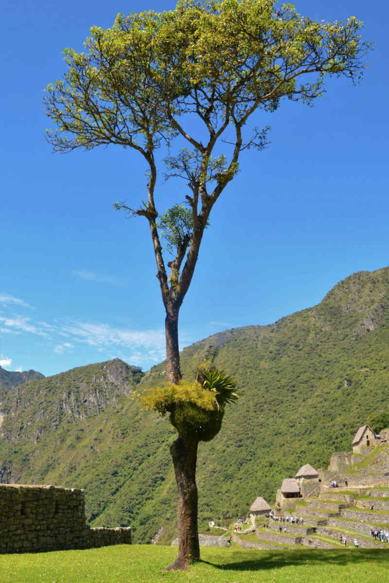 Wall Poster - Cherry Blossom Tree in Machu Picchu