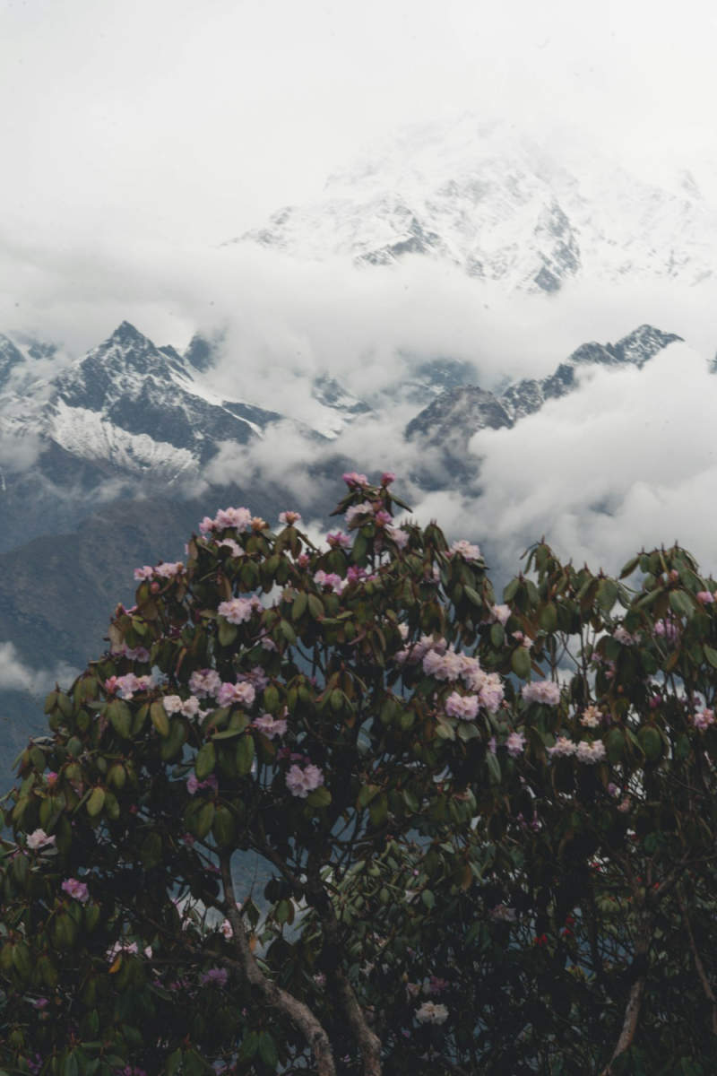 Wall Poster - Cherry Blossom Tree in Nepal