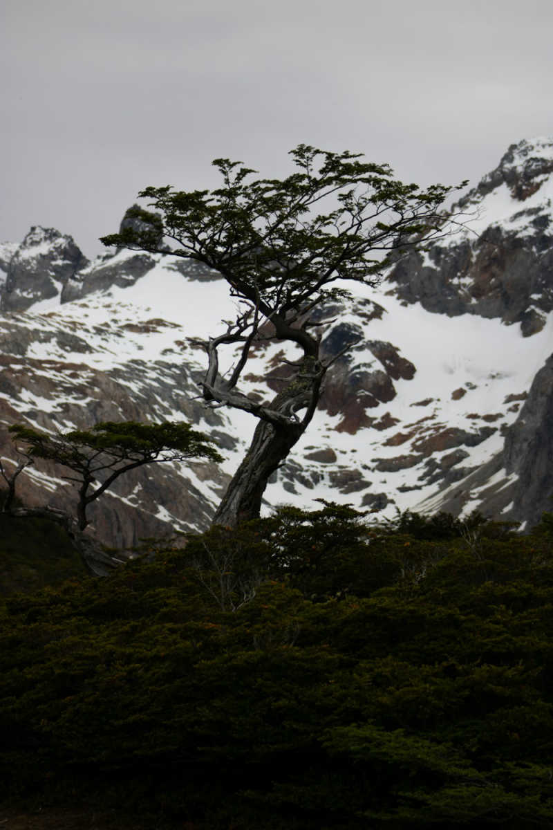Wall Poster - Cherry Blossom Tree in Patagonia