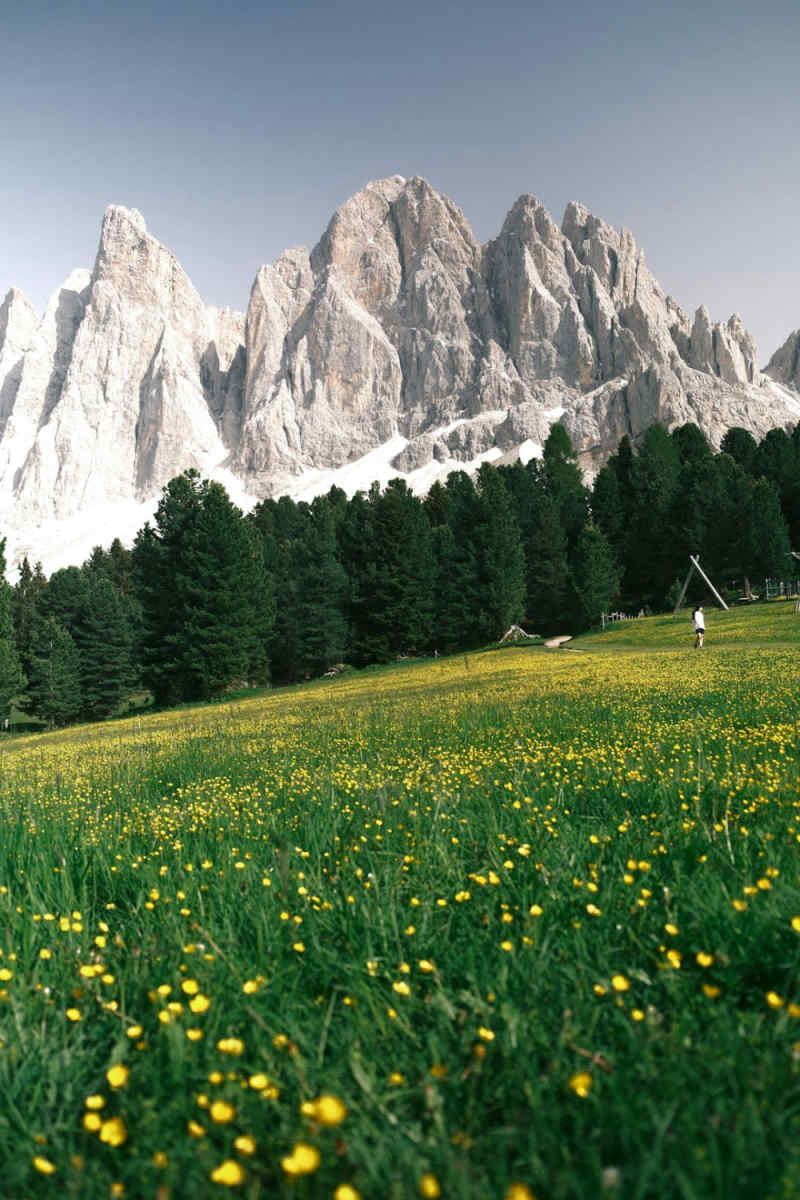 Wall Poster - Cherry Blossom Tree in the Dolomites