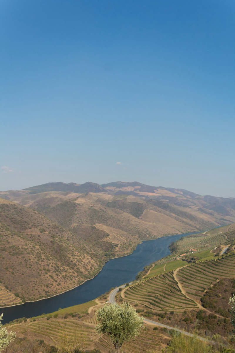 Wall Poster - Cherry Blossom Tree in the Douro Valley