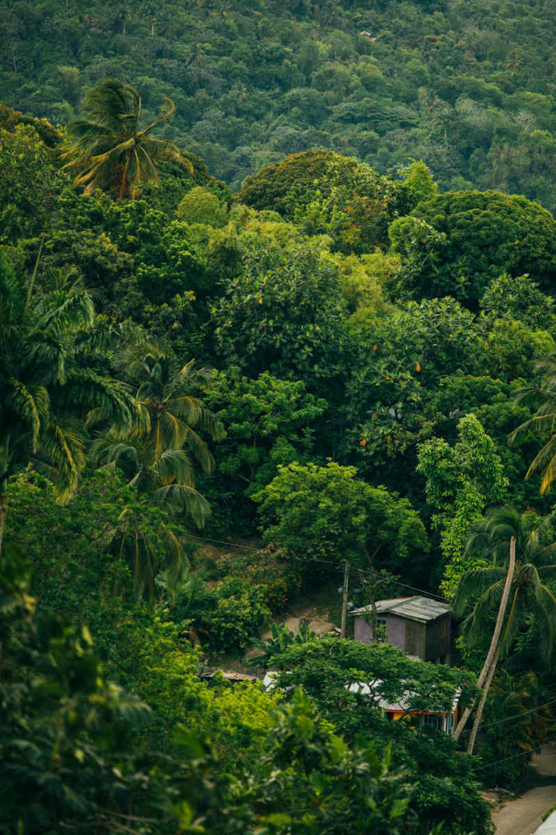 Wall Poster - City Rooftops in the Amazon Rainforest