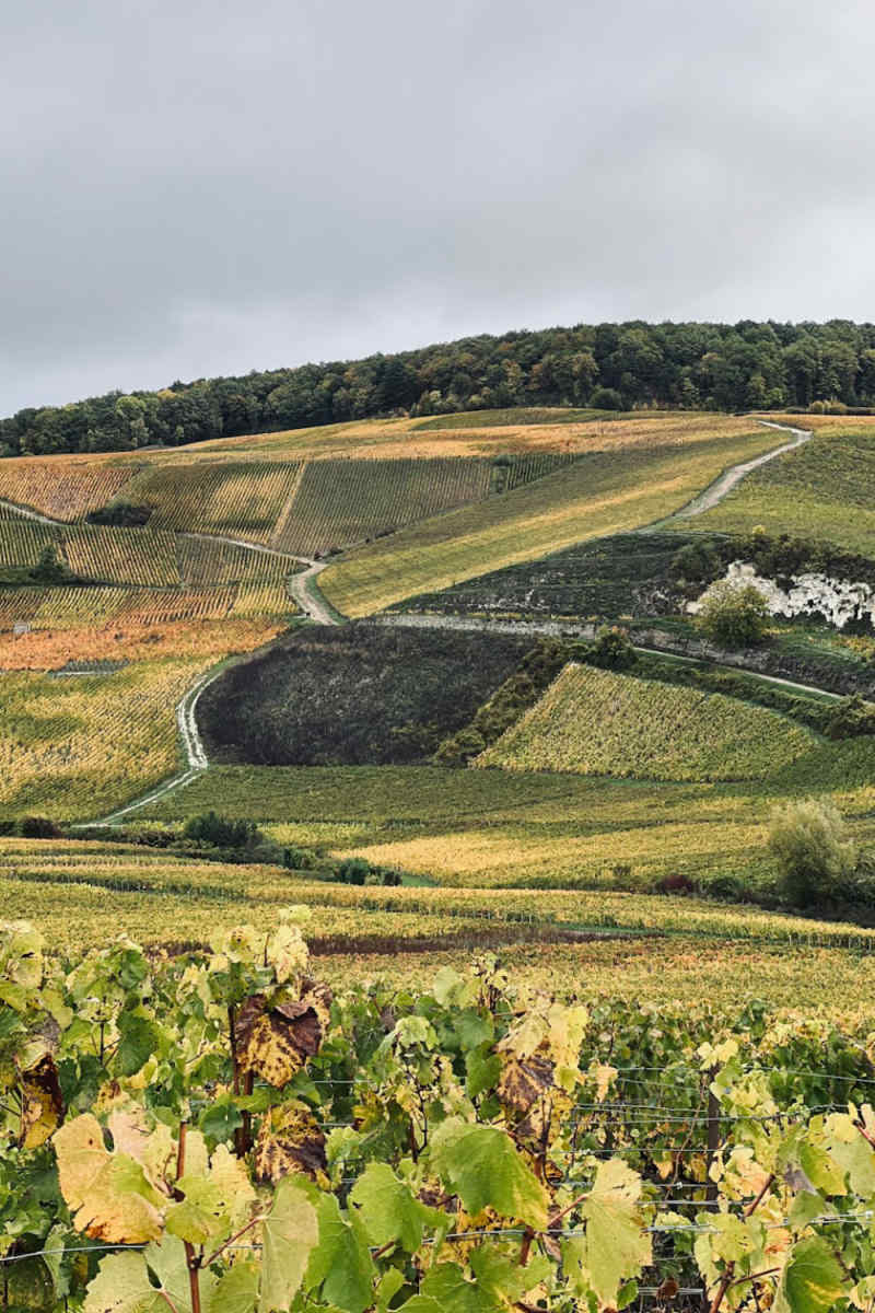 Wall Poster - Countryside in Champagne