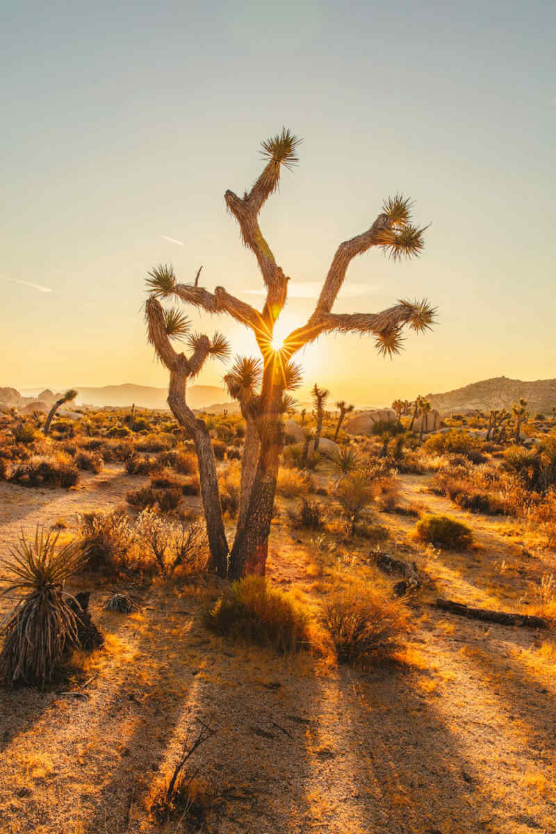 Wall Poster - Desert in Joshua Tree