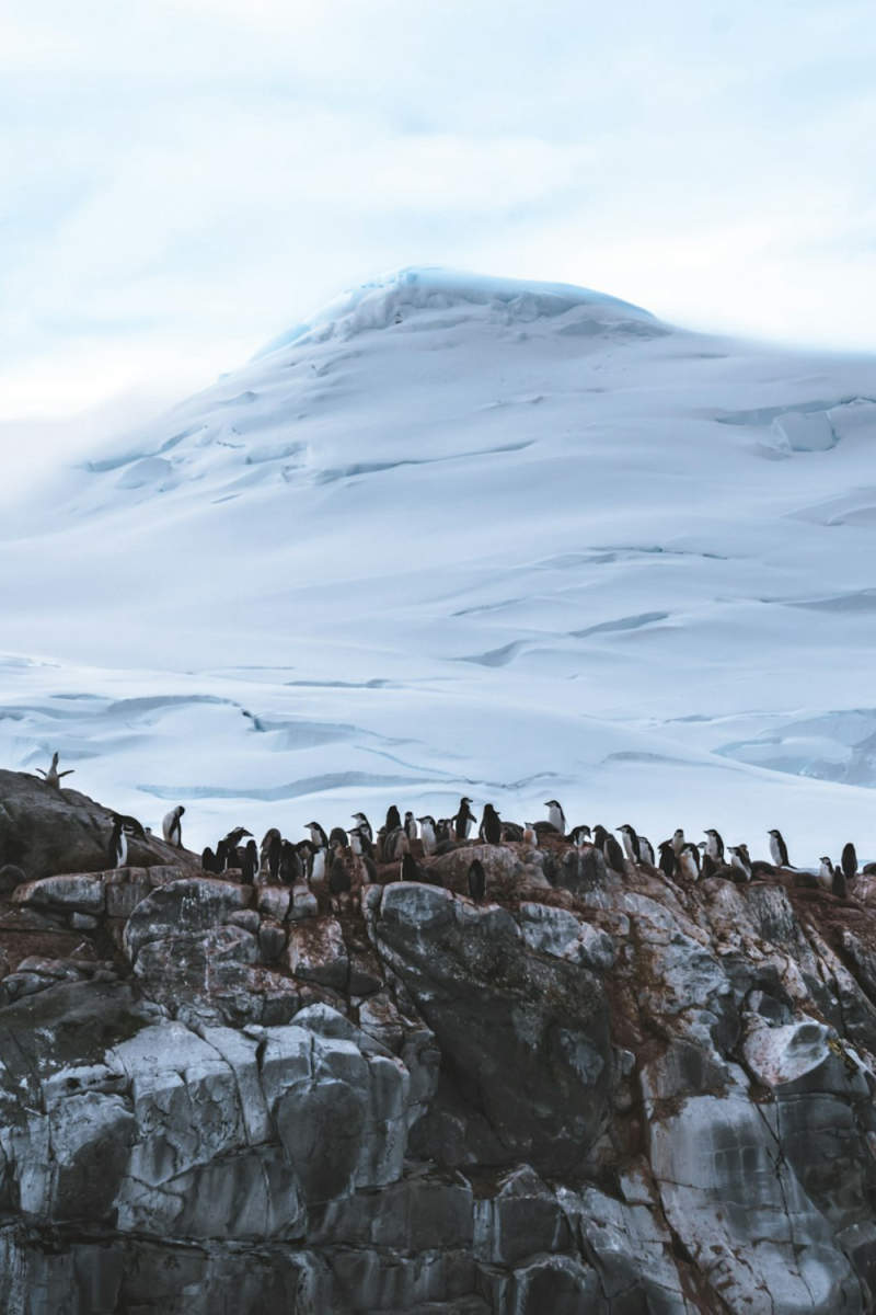 Wall Poster - Forest in Antarctica