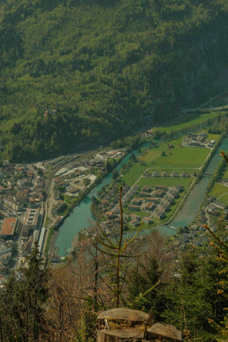 Wall Poster - Forest in Interlaken