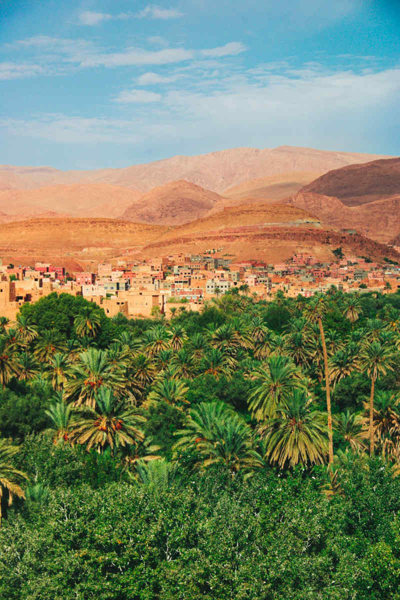 Wall Poster - Forest in Morocco