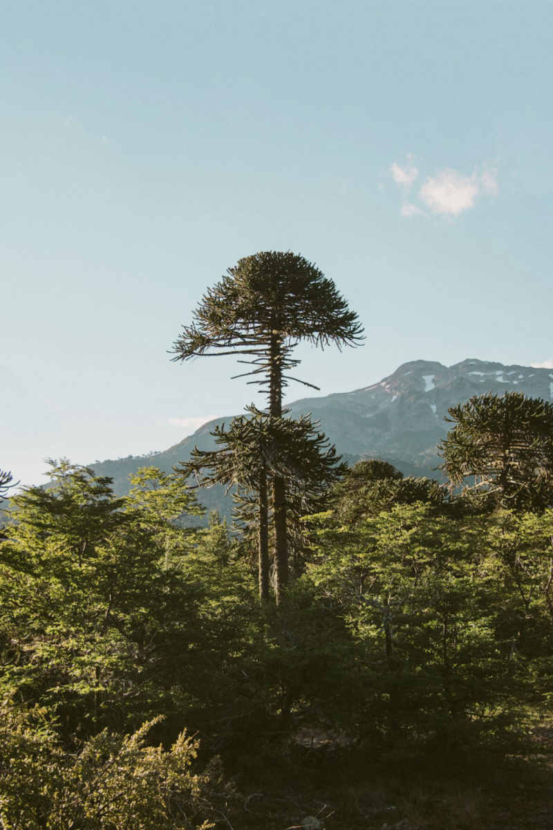 Wall Poster - Forest in Patagonia