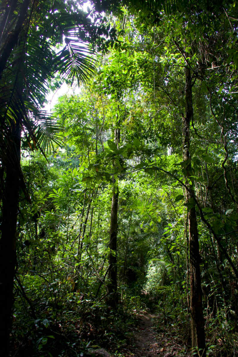 Wall Poster - Forest in Peru