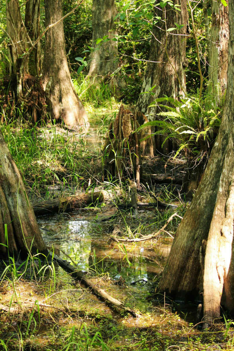 Wall Poster - Forest in the Everglades