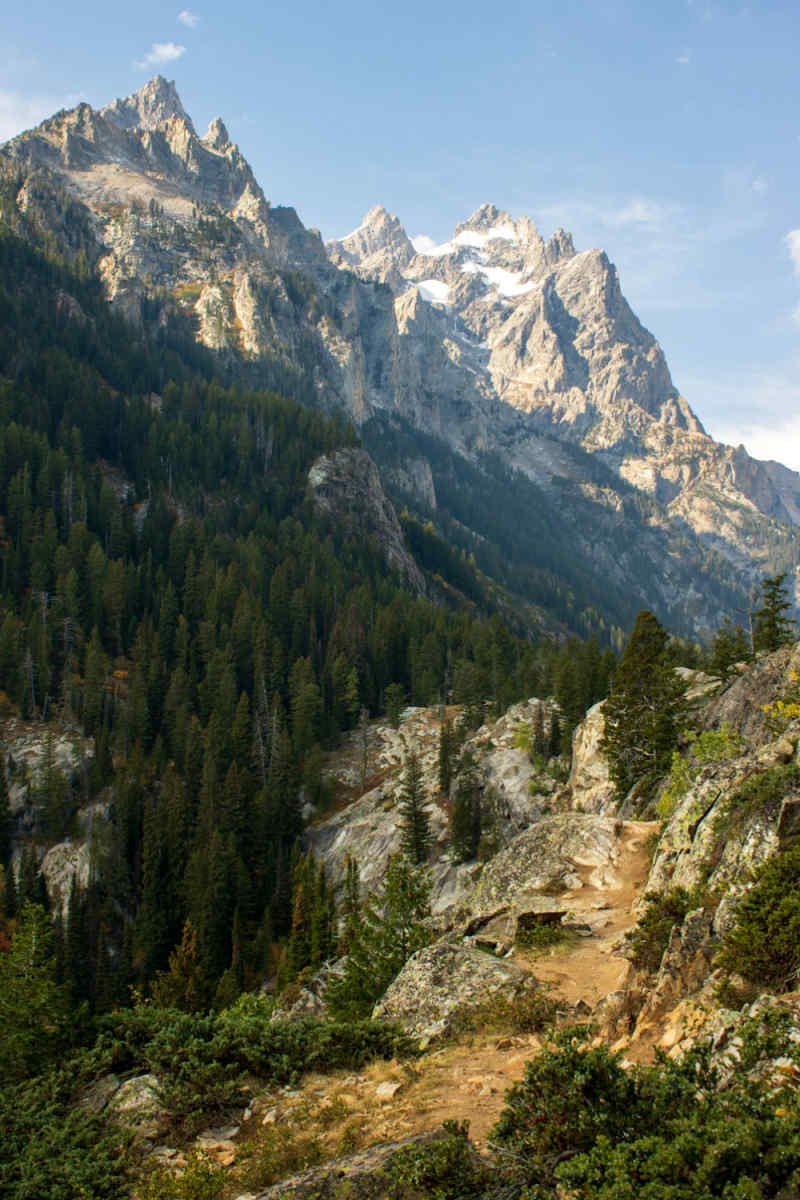 Wall Poster - Forest in the Grand Tetons