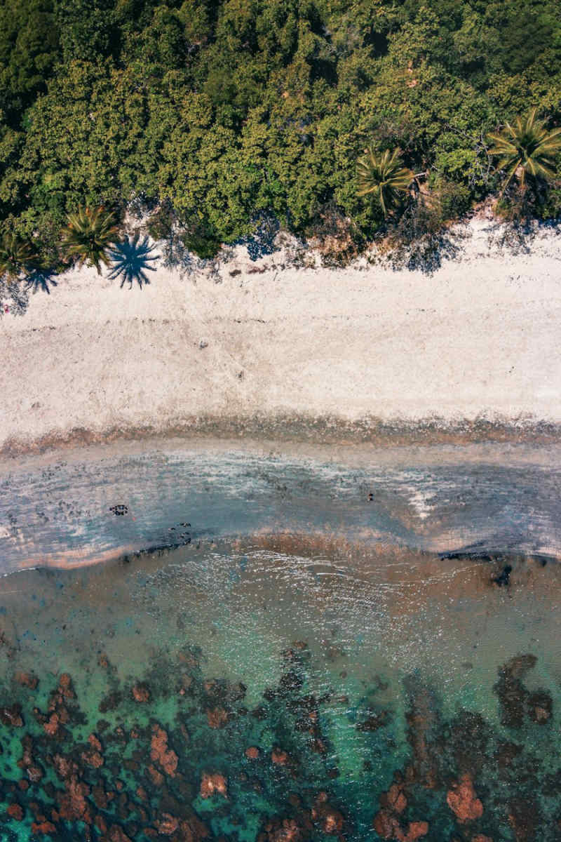 Wall Poster - Forest in the Great Barrier Reef