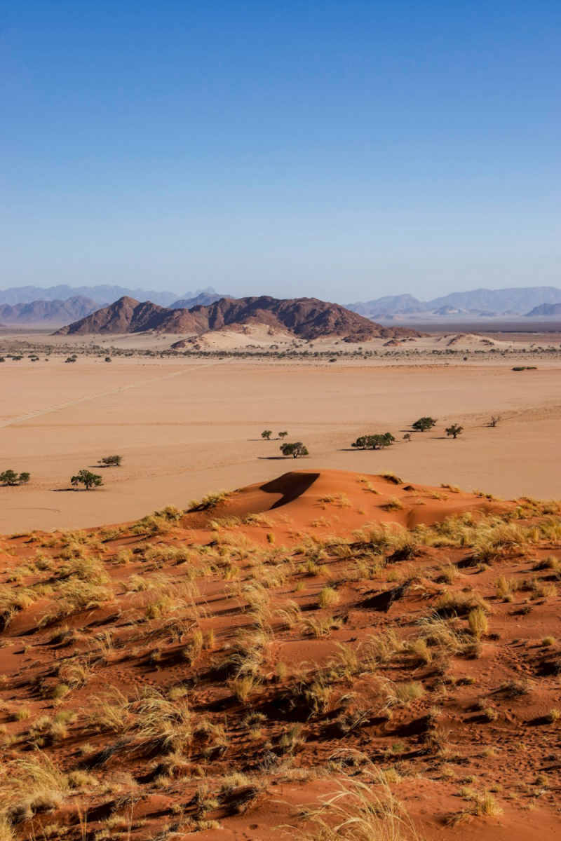 Wall Poster - Forest in the Namib Desert