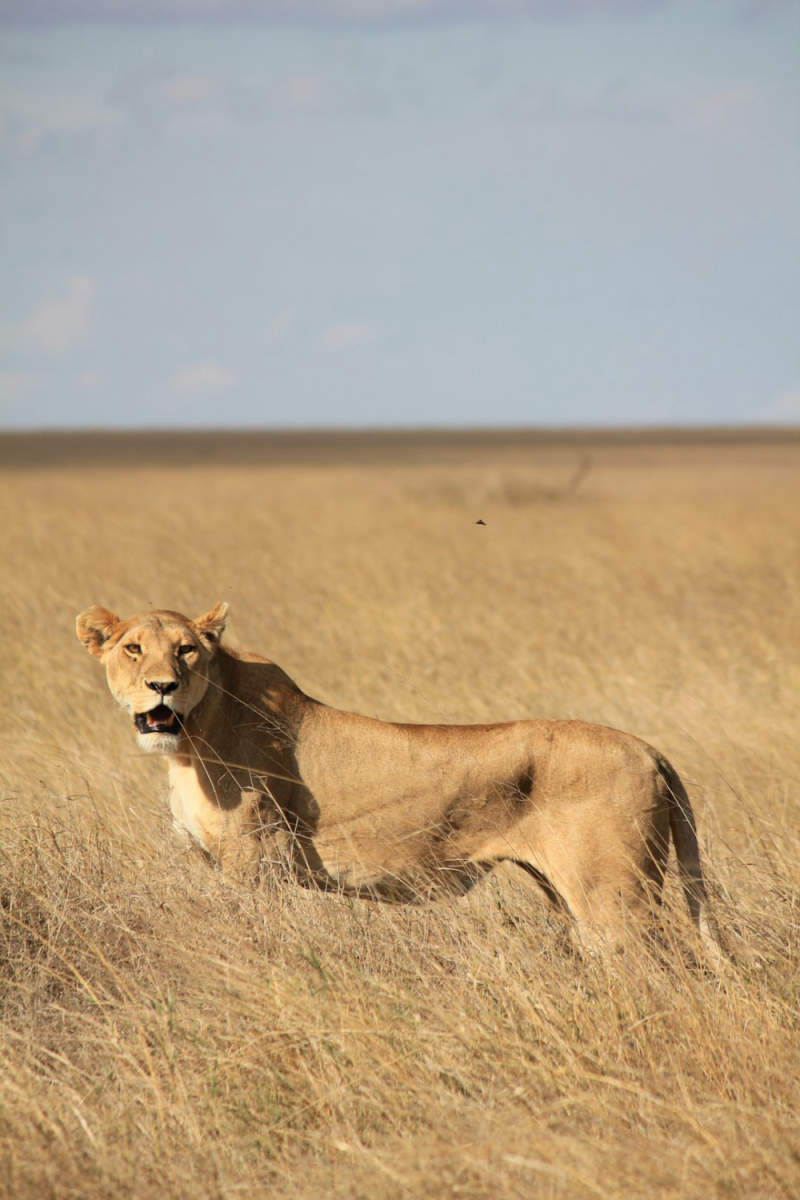 Wall Poster - Harbor in the Serengeti
