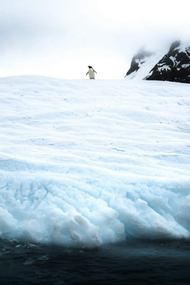 Wall Poster - Island in Antarctica