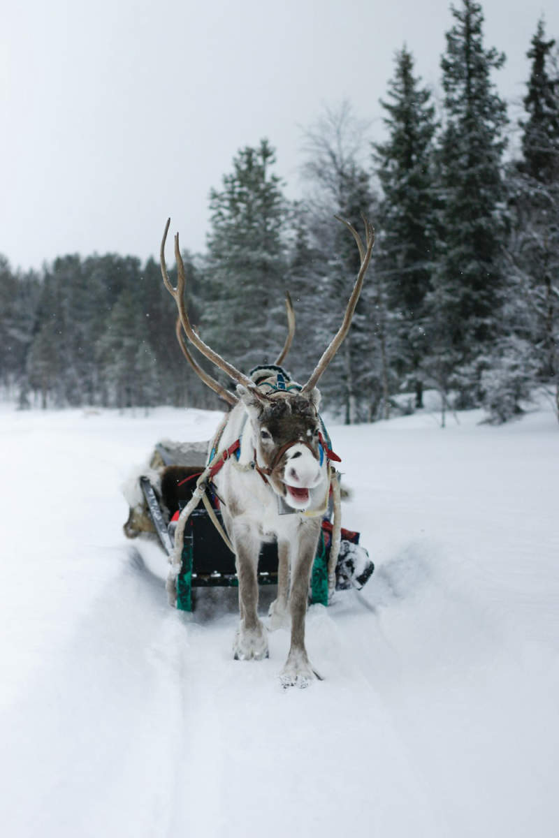 Wall Poster - Island in Lapland