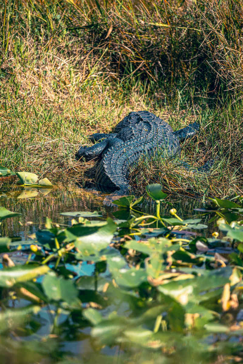 Wall Poster - Island in the Everglades