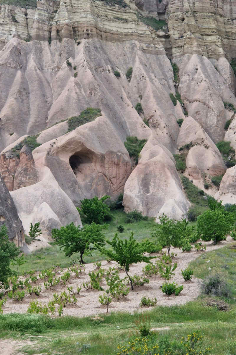 Wall Poster - Jungle Canopy in Cappadocia