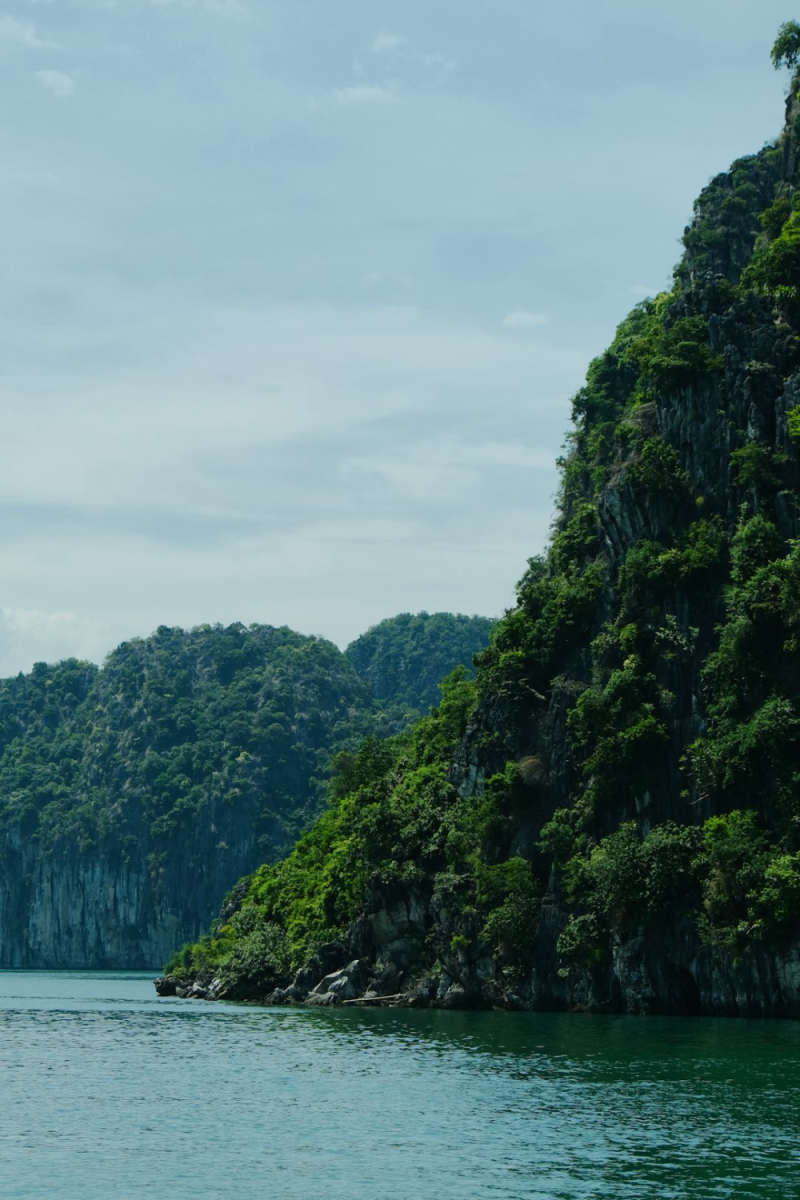 Wall Poster - Jungle Canopy in Halong Bay