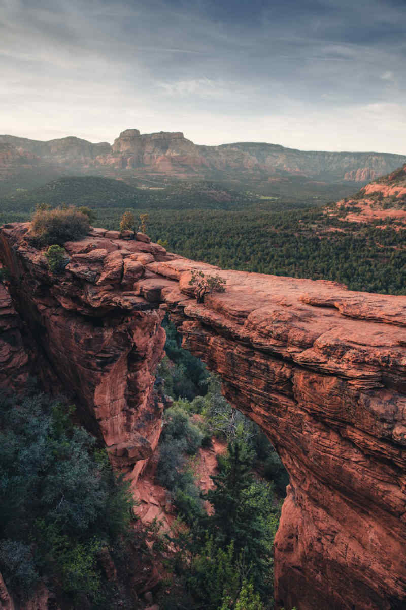 Wall Poster - Jungle Canopy in Sedona