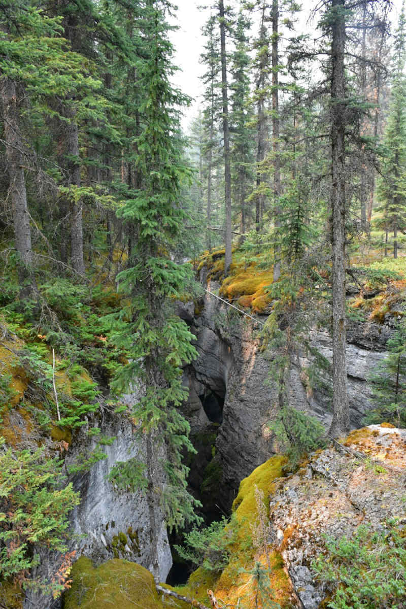 Wall Poster - Jungle Canopy in the Canadian Rockies