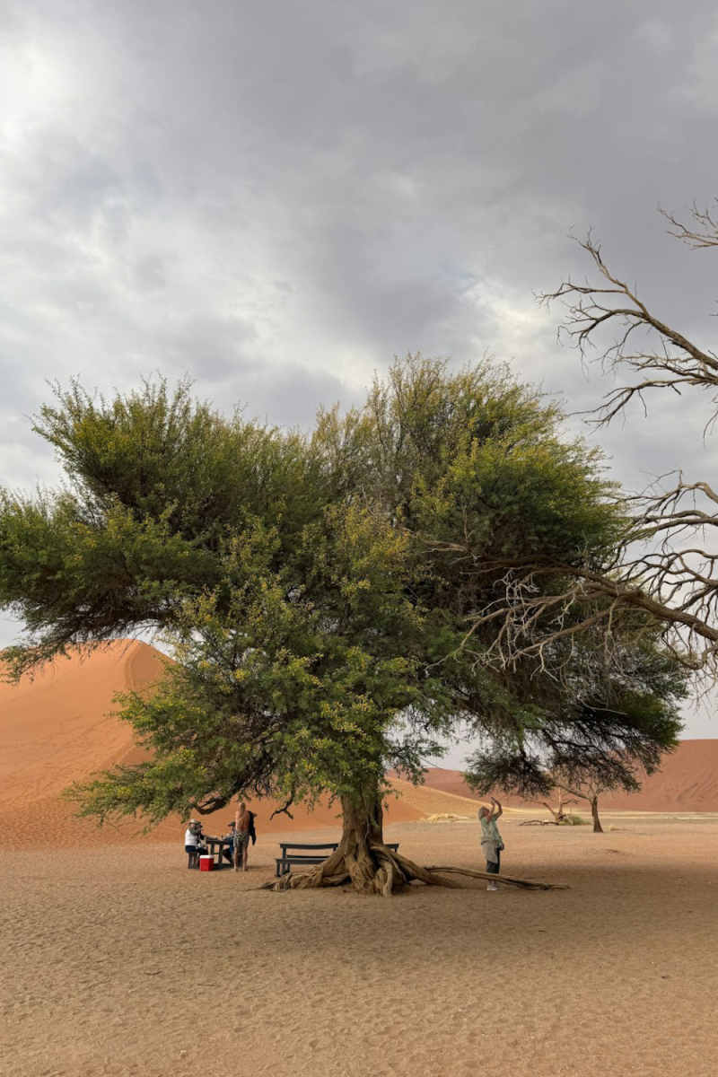 Wall Poster - Jungle Canopy in the Namib Desert