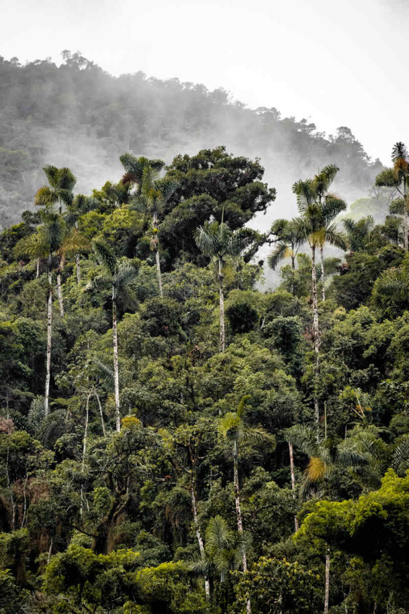 Wall Poster - Lighthouse in the Amazon Rainforest