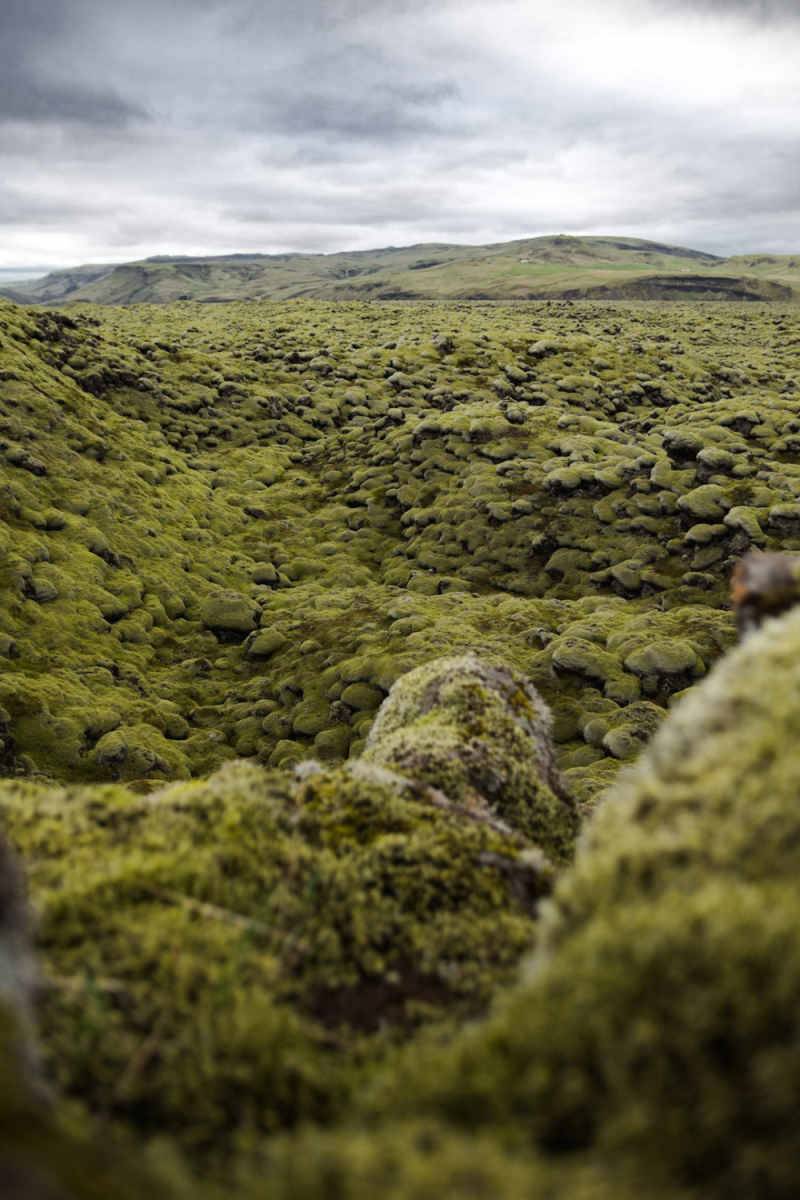 Wall Poster - Meadow in Iceland