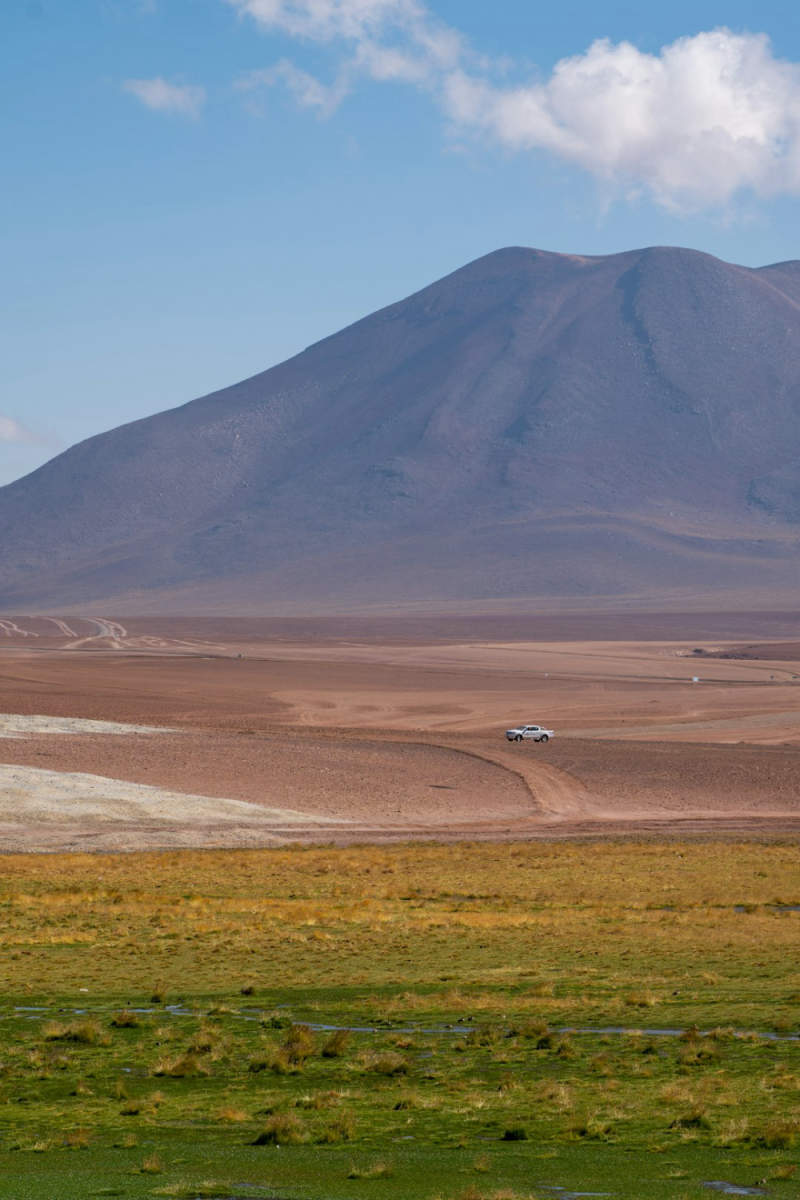 Wall Poster - Meadow in the Atacama Desert