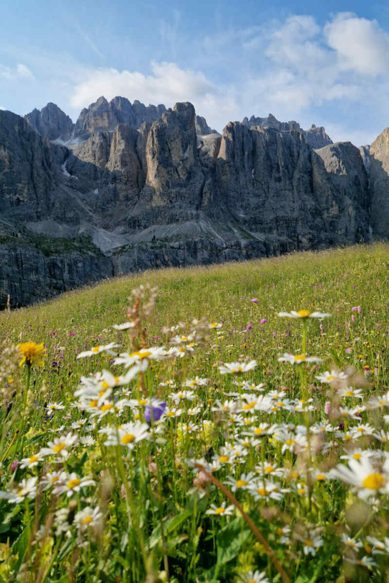 Wall Poster - Meadow in the Dolomites
