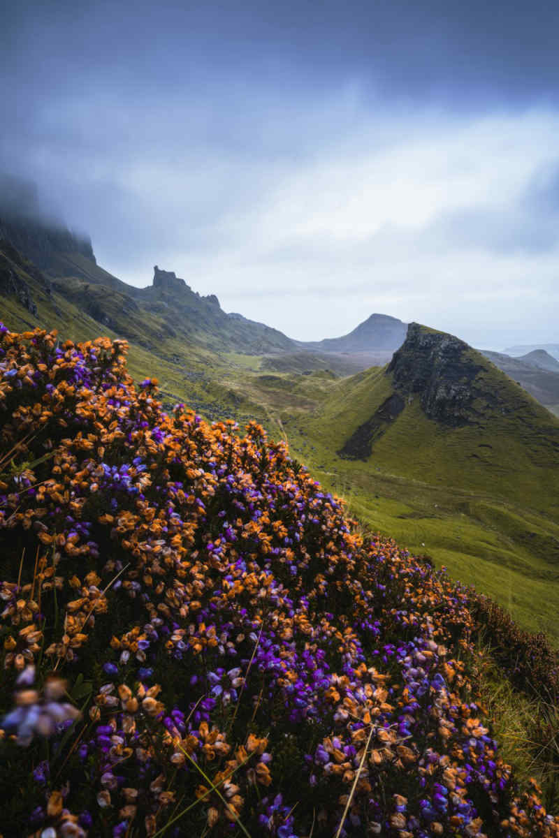 Wall Poster - Meadow in the Scottish Isles