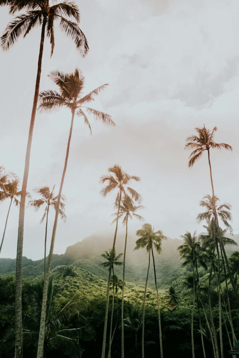 Wall Poster - Morning Mist in Hawaii
