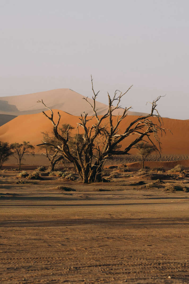 Wall Poster - Morning Mist in Namibia