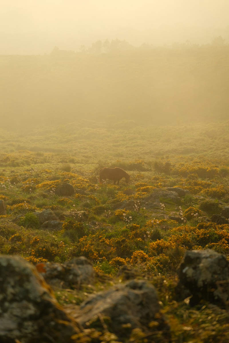 Wall Poster - Morning Mist in Portugal