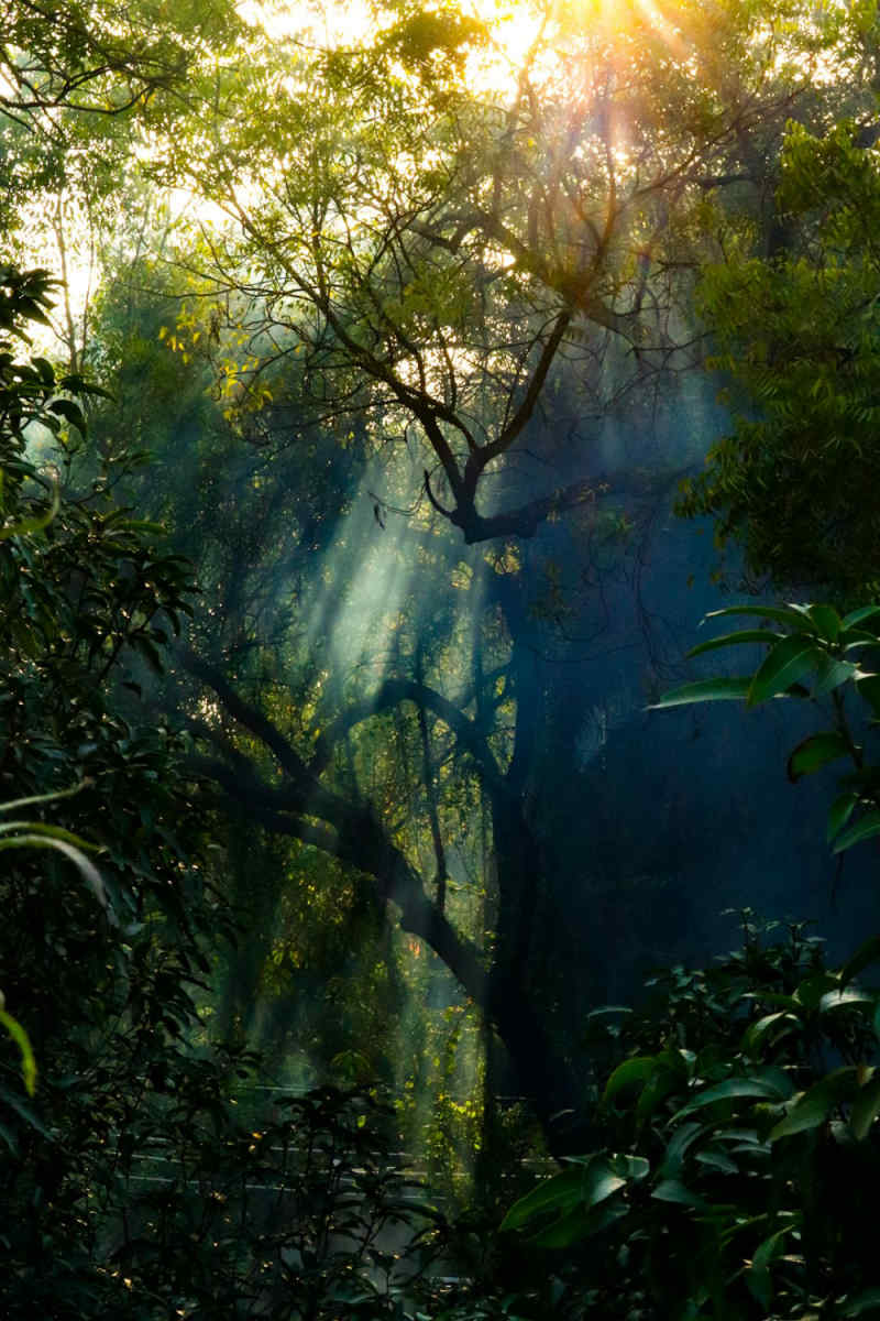 Wall Poster - Morning Mist in the Amazon Rainforest